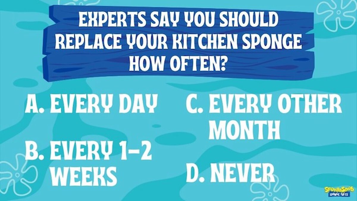 SpongeSnob Sponge Facts image number null